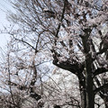 H31 桜咲く