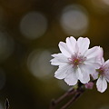 Photos: 秋の桜