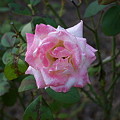 桃色のバラ