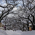 Photos: 雪の桜並木ー１